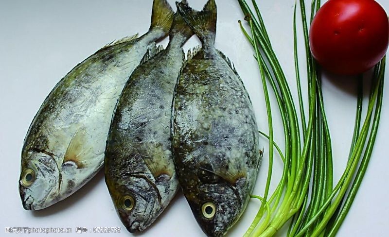 泥猛鱼图片素材