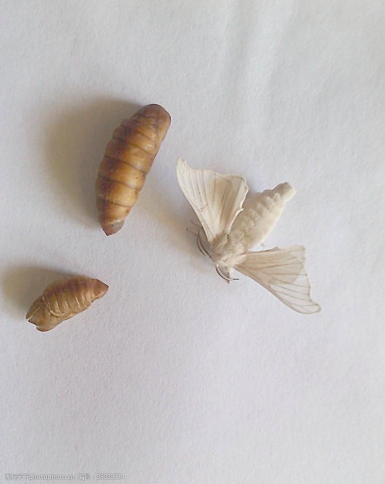 完全变态昆虫图片素材