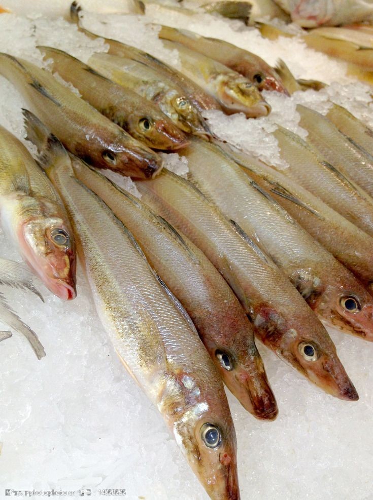 船丁鱼图片素材
