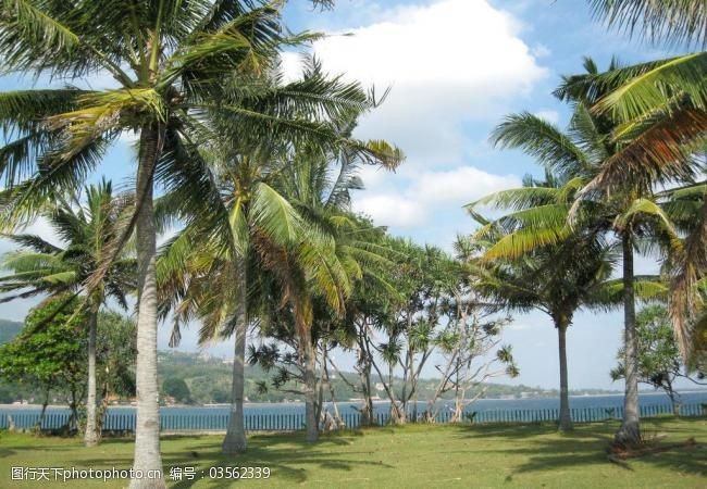 龙风免费下载椰子树图片
