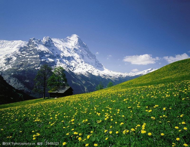 瑞士风光瑞士阿尔俾斯山春色图片