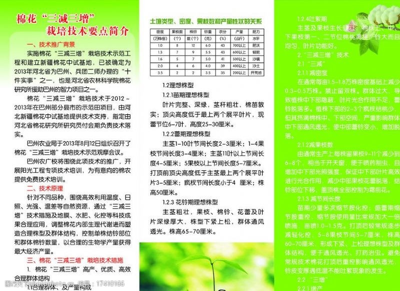 棉花幼苗棉花三折页图片