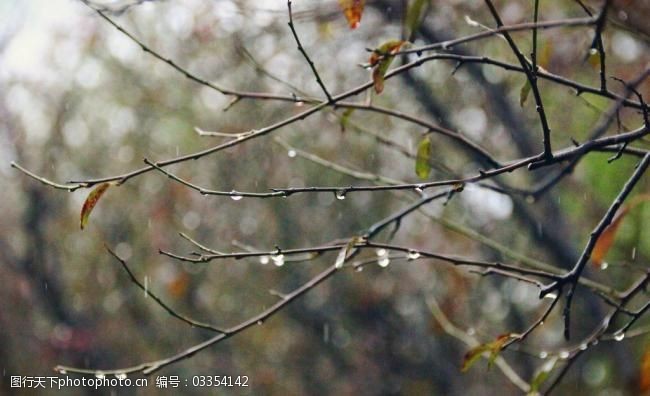 杭州婚纱摄影西溪湿地之树枝沐浴图片