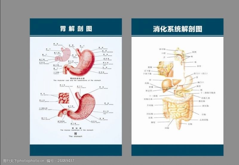 胃肠消化系统解剖展板