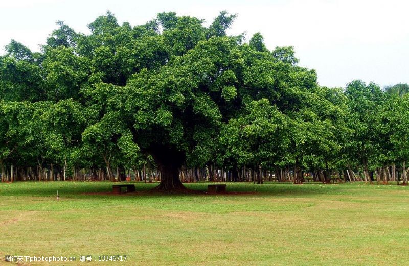 海口万绿园风景图片素材
