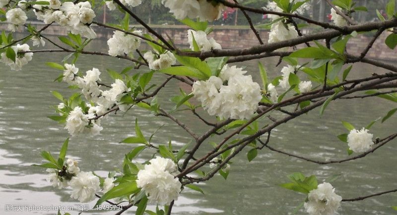 杭州西湖名胜春天美景图片