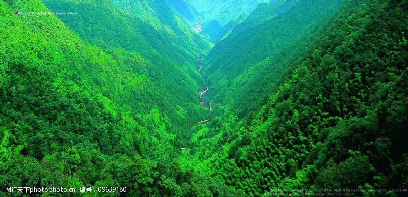武夷山森林天国图片