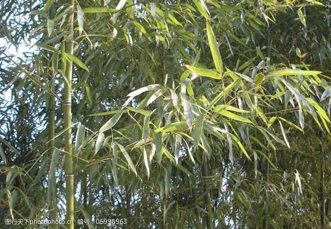 树叶图片免费下载竹子图片