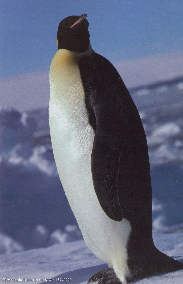 qq企鹅图片