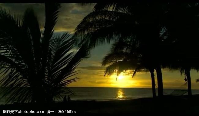 背景视频模板海岸椰树风景画视频图片