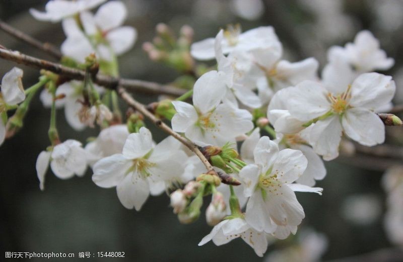 武汉樱花节绿樱图片