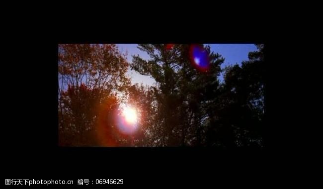 背景视频模板森林树木夕阳视频素材图片