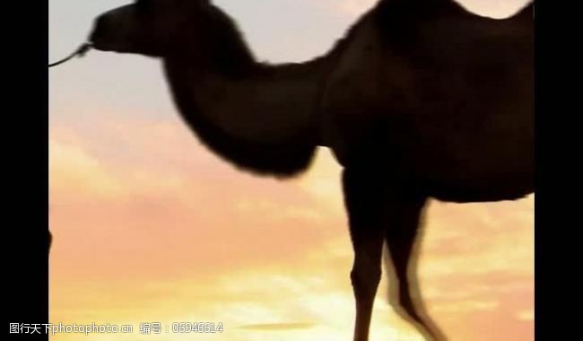 背景视频模板夕阳骆驼剪影风景视频图片