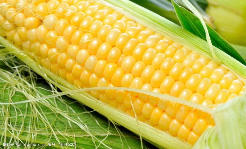 高清玉米玉米图片