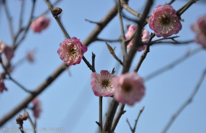 漂亮的生物梅花红梅图片