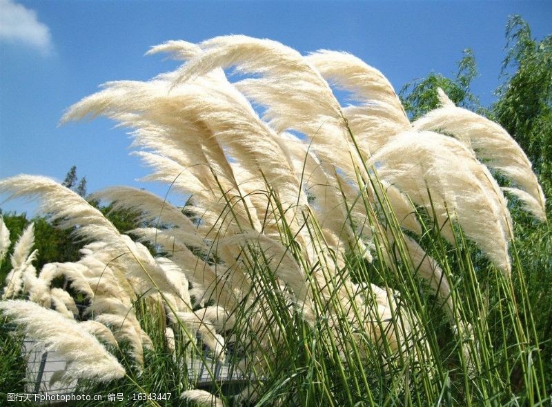 广西灵川：芦花怒放如诗如画