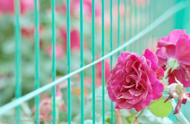 蔷薇篱笆图片
