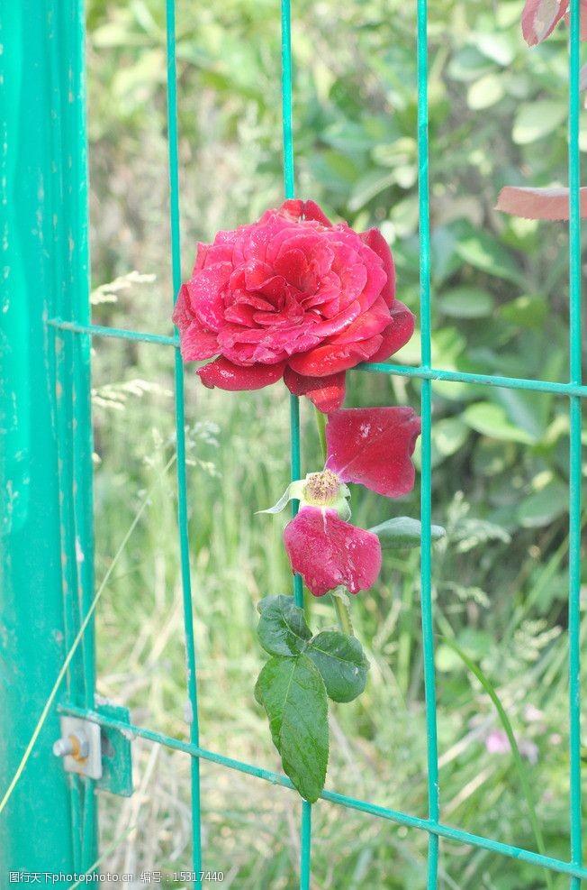 蔷薇篱笆图片