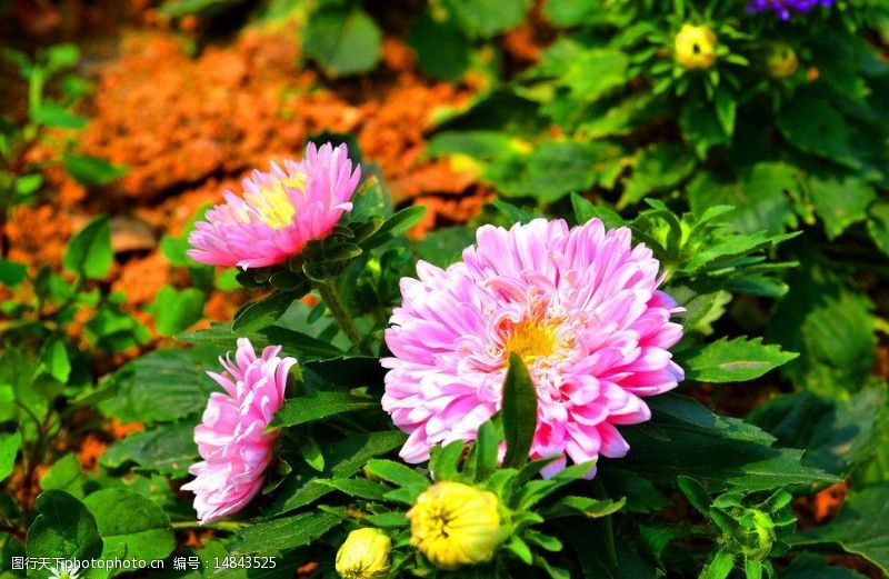 松山湖粉红菊图片