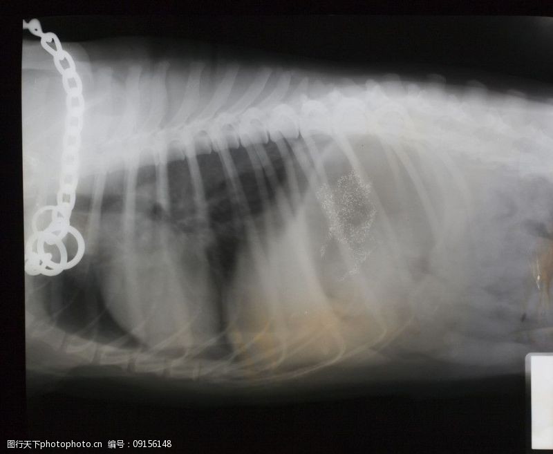 cg动物X射线图片