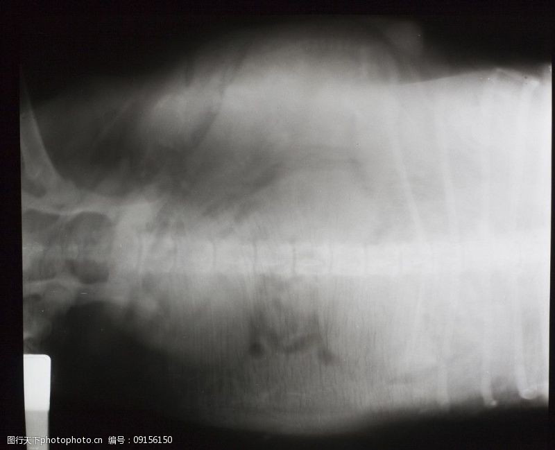 cg动物X射线图片