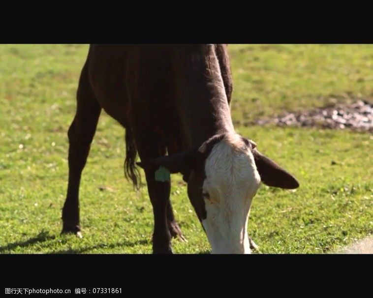 养殖场免费下载奶牛吃草视频素材素材下载