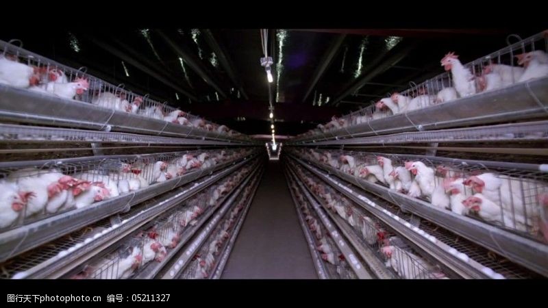 养殖场免费下载养鸡场鸡舍视频素材下载