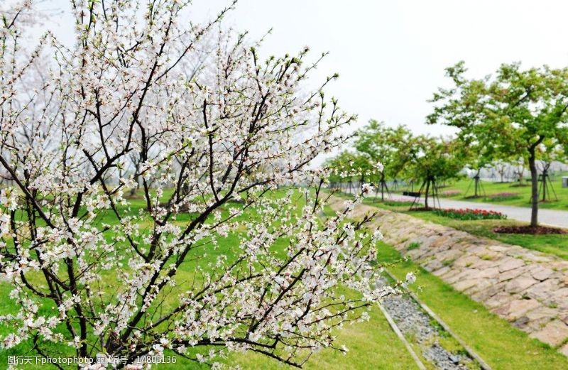 春意浓浓盛开的樱花图片