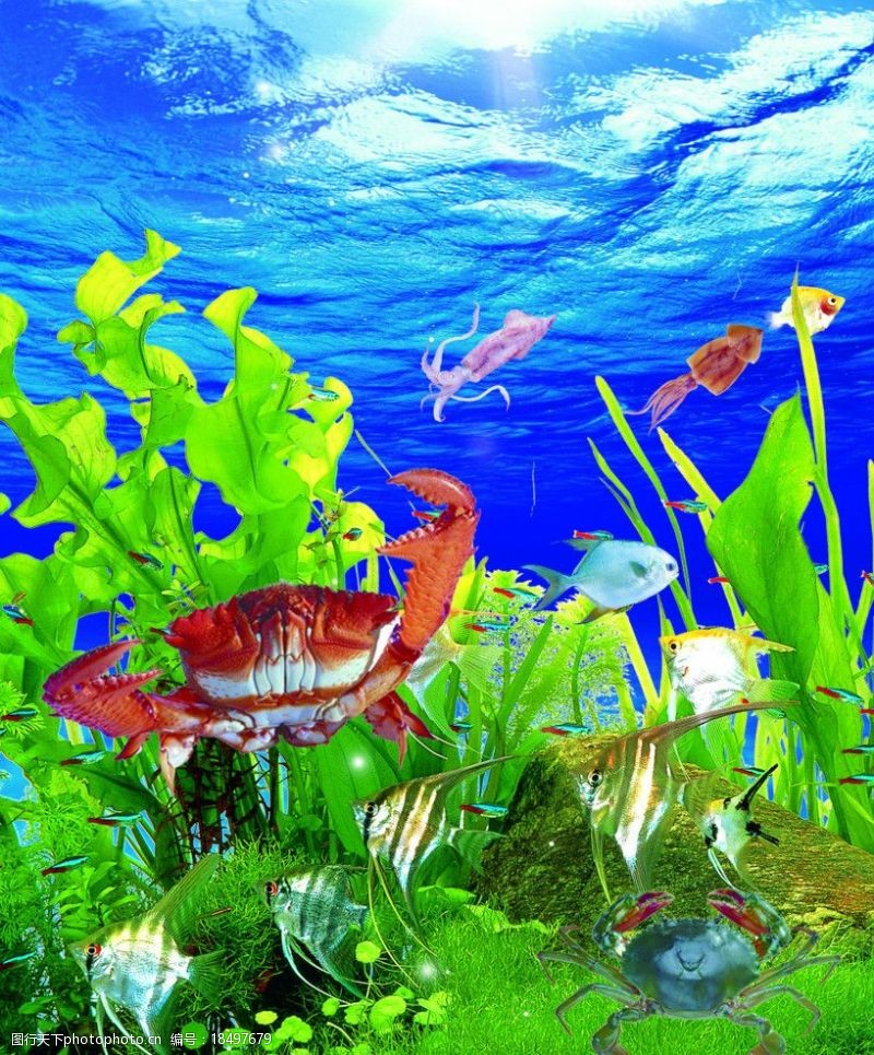 石斑鱼海底世界图片