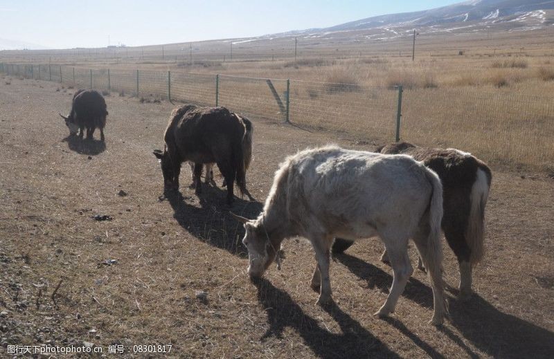 小牛马青海景观图片