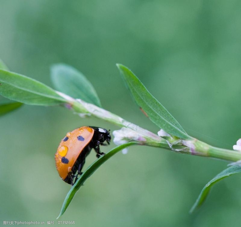 ladybug七星瓢虫图片