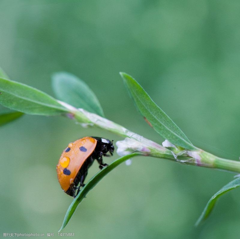 ladybug七星瓢虫图片