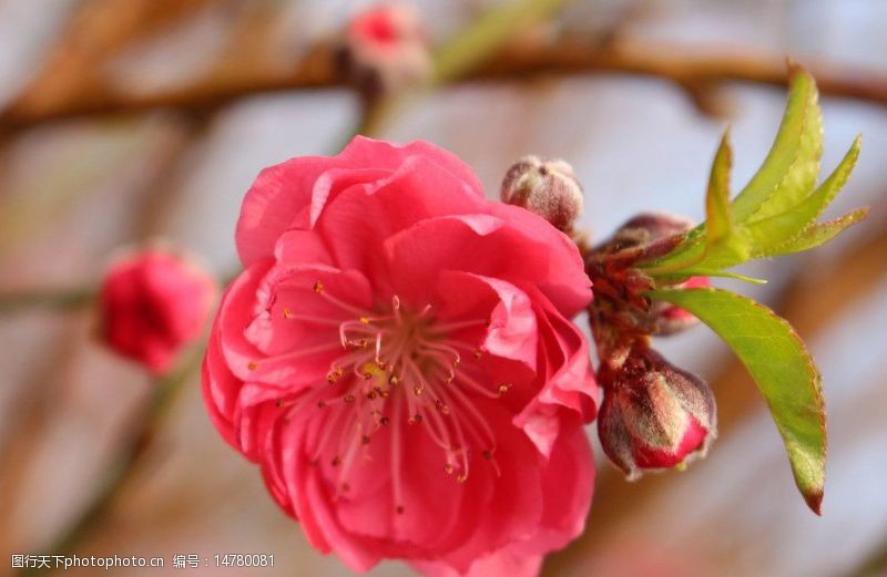 一朵美丽的桃花图片