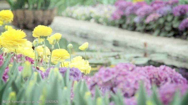 春天的背景春天的花朵的花园游泳池运动背景视频免费下载