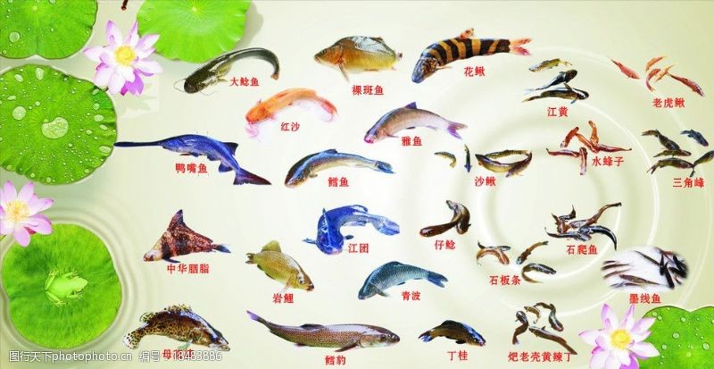 石斑鱼鱼广告图片