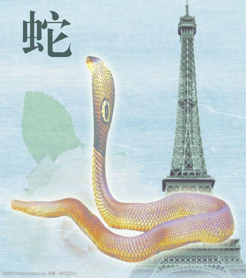 蛇素材下载图片免费下载 蛇素材下载素材 蛇素材下载模板 图行天下素材网