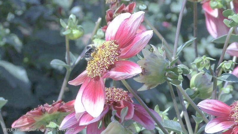 紫苑花图片免费下载 紫苑花素材 紫苑花模板 图行天下素材网