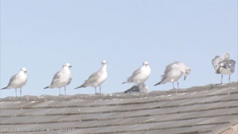 屋顶的海鸥海鸥在屋顶股票视频站在一排