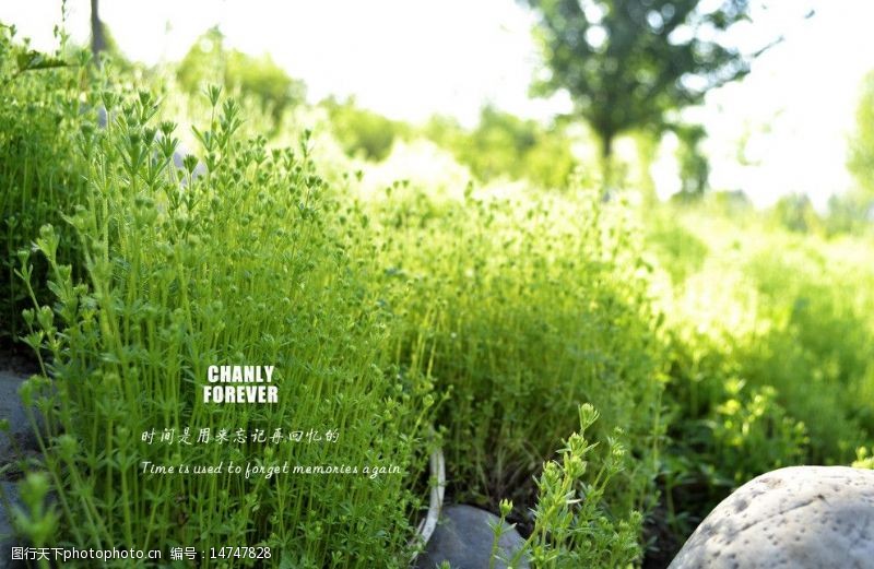 小青草绿植图片