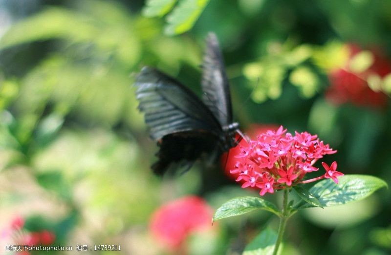 松山湖蝴蝶采花图片