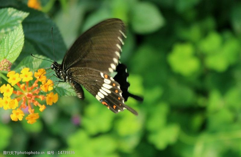 松山湖蝴蝶图片