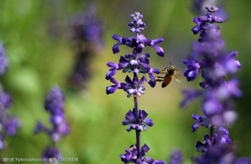 松山湖小蜜蜂图片