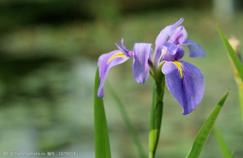 松山湖紫色美人蕉图片