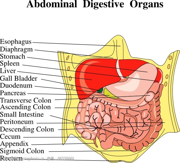 内脏消化器官的医学图剪贴画