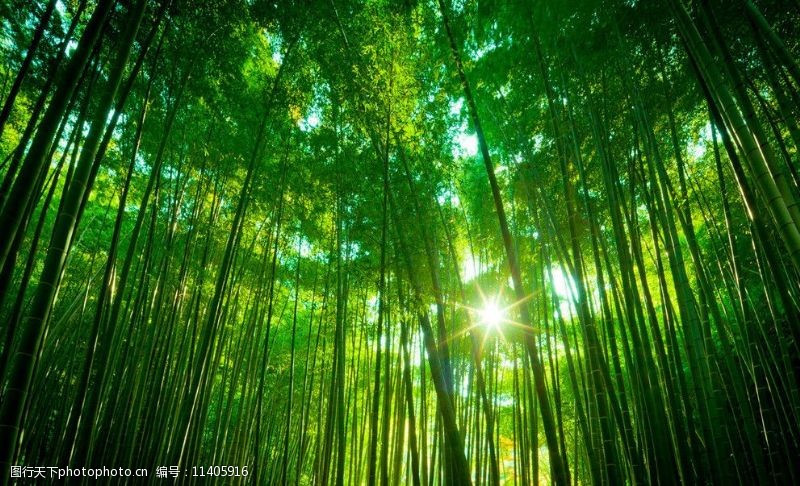 树木葱茏竹林图片