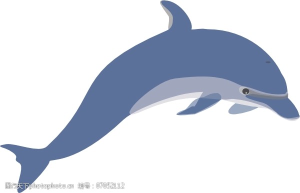 海豚免费下载海豚的剪辑艺术