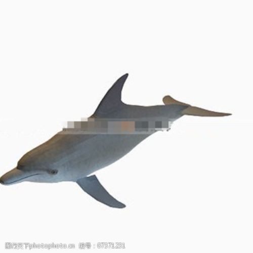 海豚免费下载可爱的海豚3D模型