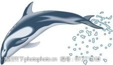 海豚免费下载海豚3向量