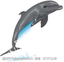 海豚免费下载海豚6向量