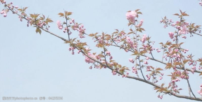 宁波樱花月湖公园的樱花